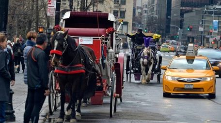 Horses and their carriage operators line up