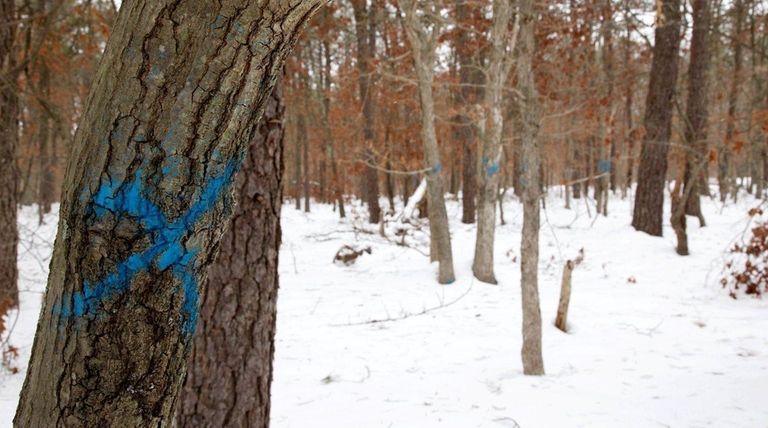 A blue mark on a tree indicates that