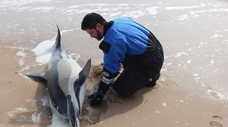 A male dolphin found stranded in East Hampton