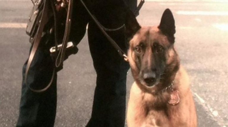 NYPD Officer John O'Connor rescued his partner, Wyatt,