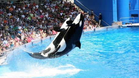 SeaWorld's orcas do a big splash in an