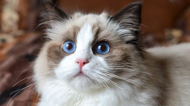 Ragdolls such as Trinity, a 6-month-old from Nesconset,