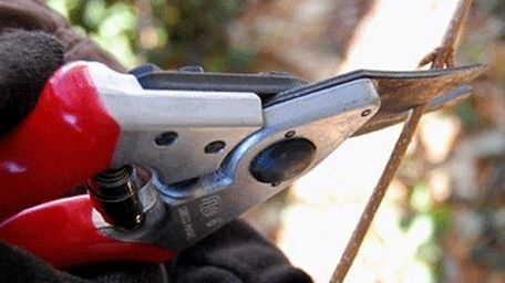 Hand-held pruners work well for cutting thin branches.