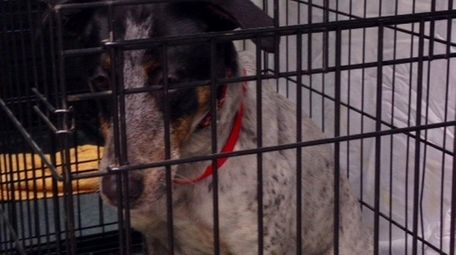A dog at the Kent Animal Shelter in