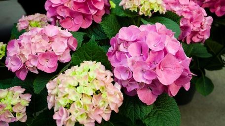 Pink hydrangeas on display for sale for the