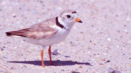 A piping plover at Jones Beach State Park.