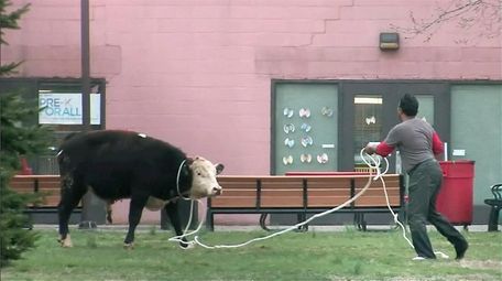 NYPD officers wrangle a cow on the York