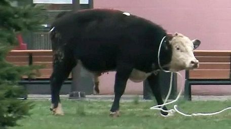A cow escaped a slaughterhouse in Jamaica, Queens,