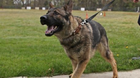 A German shepherd tries out at a police