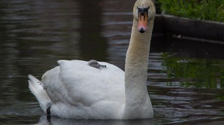 A male swan, called a cob, transports his