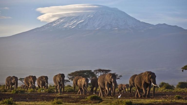 A herd of adult and baby elephants walks