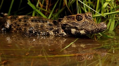 A new exhibition called "Crocs: Ancient Predators in