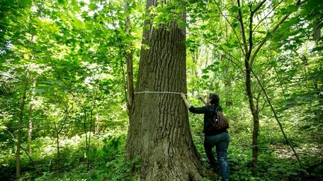 Biologist and plant ecologist Helen Forgione, from the
