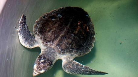Legislation introduced in Albany would protect marine mammals
