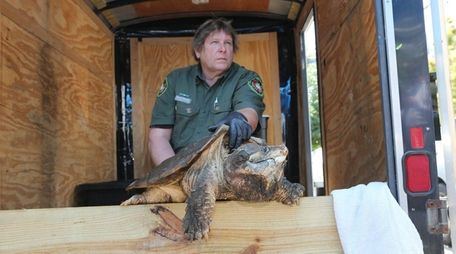 An alligator snapping turtle is removed Tuesday, June
