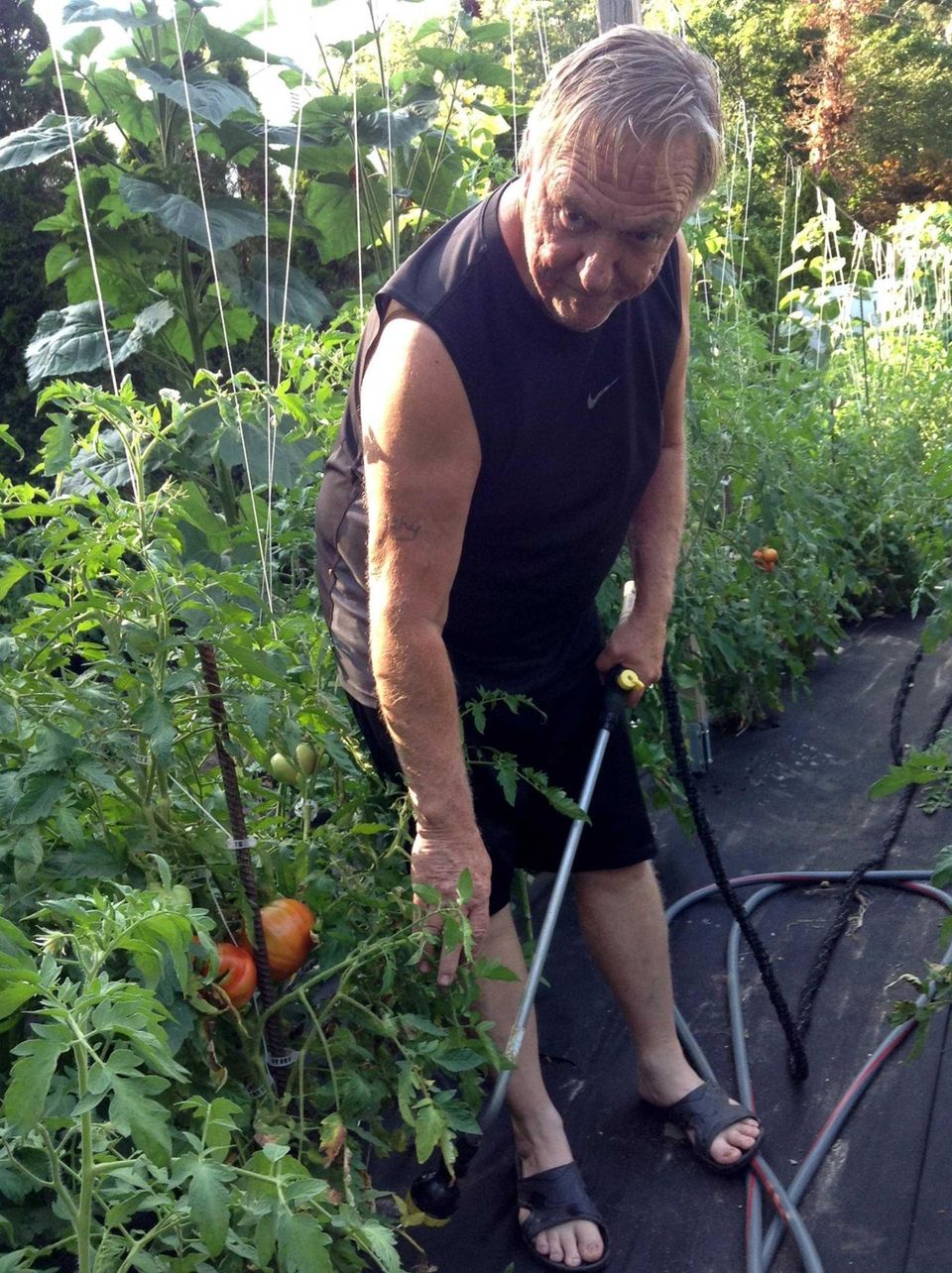 Bill McLaughlin has been growing tomatoes for 40