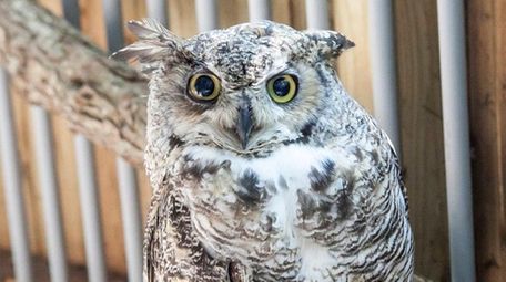 Hooter, a great horned owl, found a home