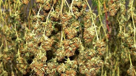 A first harvest of cannabis plants for medical