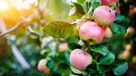 Apple tree blossoms in the fall.