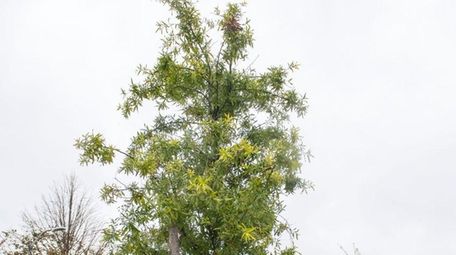 Trees recently planted along Beech Street in Long