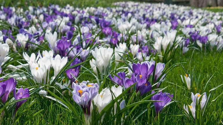 Crocus naturalized in the lawn.