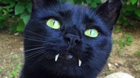 Monk the "Vampire Cat" is making waves on