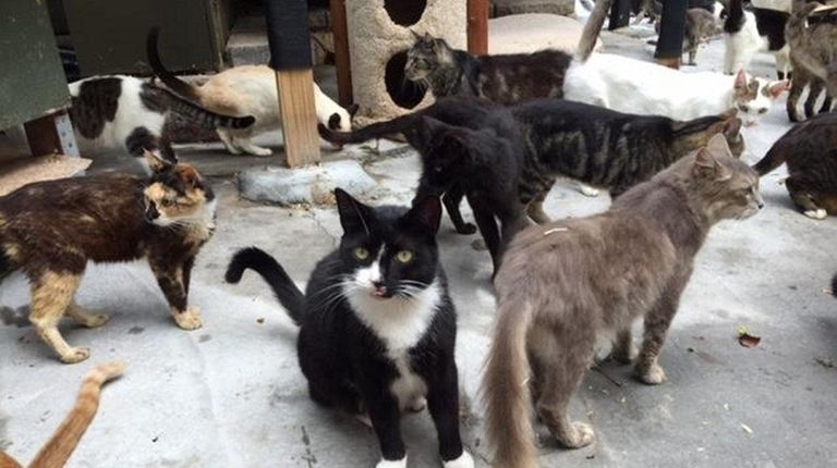 Guardians of Rescue relocate 15 feral cats living near coop Newsday