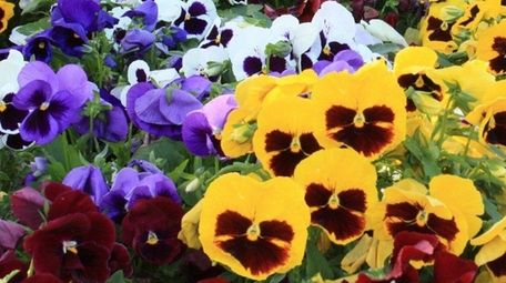 Pansies will be the featured annual in 2017;