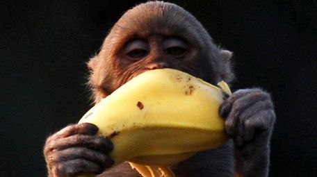 Monkeys grab fruit when they see it, and