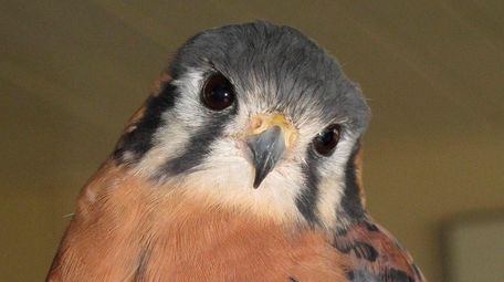 Buster, a male American kestrel, was taken Friday,