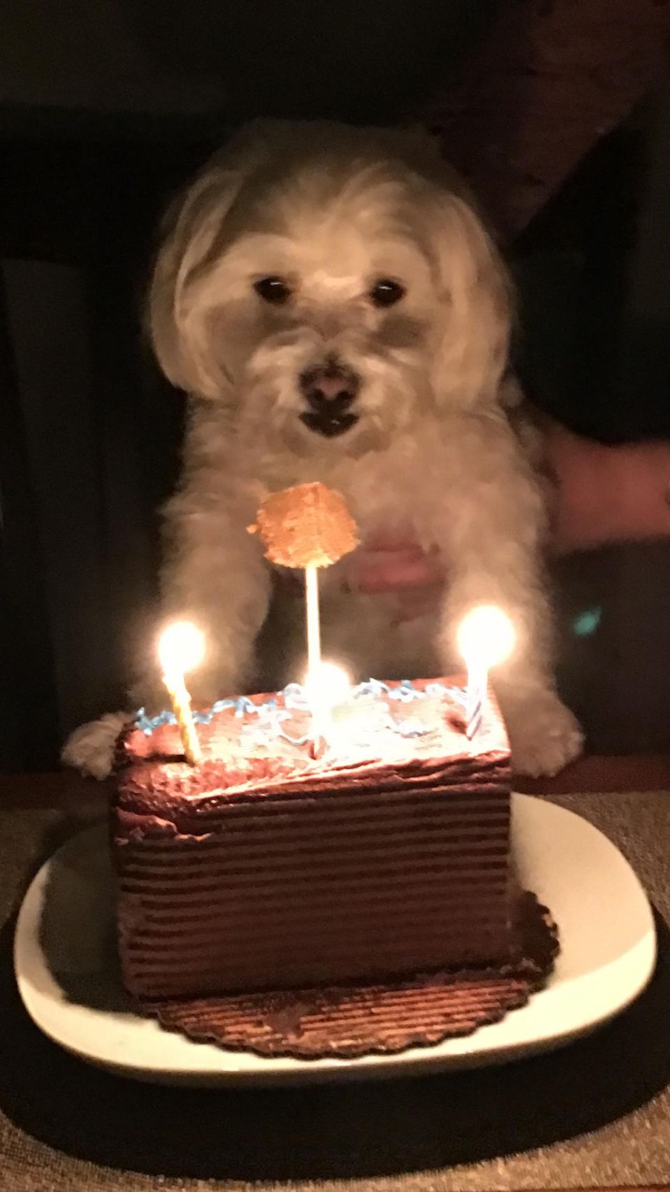 Your Dog S Birthday Photos Newsday