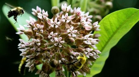 Milkweed is one of the most popular flowering