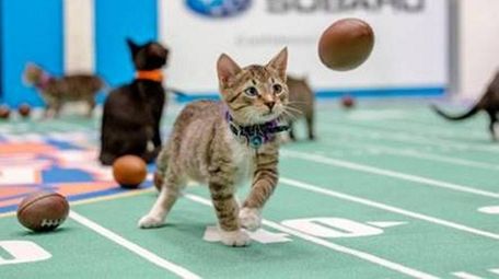 Kitten Bowl IV airs on Sunday, Feb. 5
