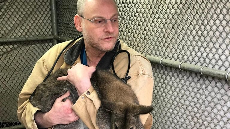Dr. David Kolins, a veterinarian at Mineola Animal