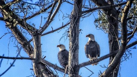 Bald Eagles Found Nesting On Great Neck School Campus Newsday