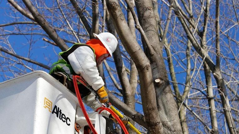 A PSEG Long Island tree trimming contractor clears