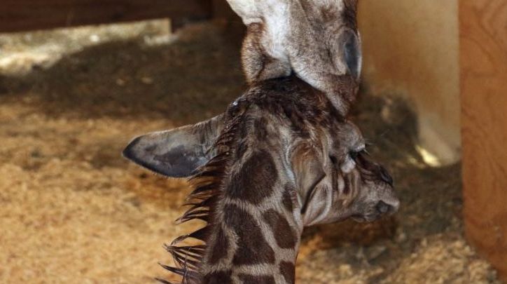 A giraffe named April kisses her new calf