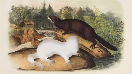 Brandon Ballengee's "RIP Sea Mink: After John James