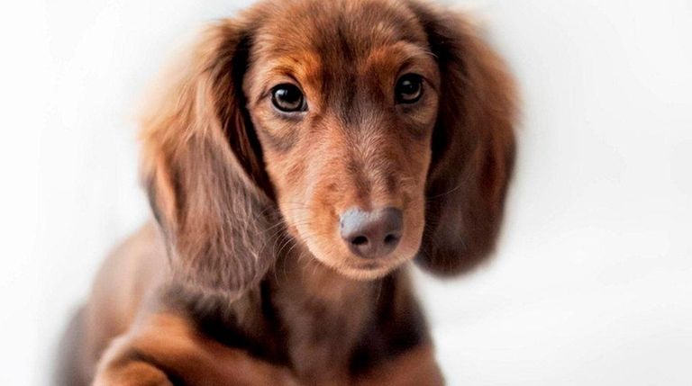 High-energy dogs need lots of regular exercise.