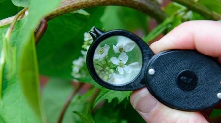 Garlic mustard reveals its details under the magnifying