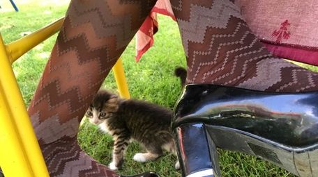 This image of a kitten is one of