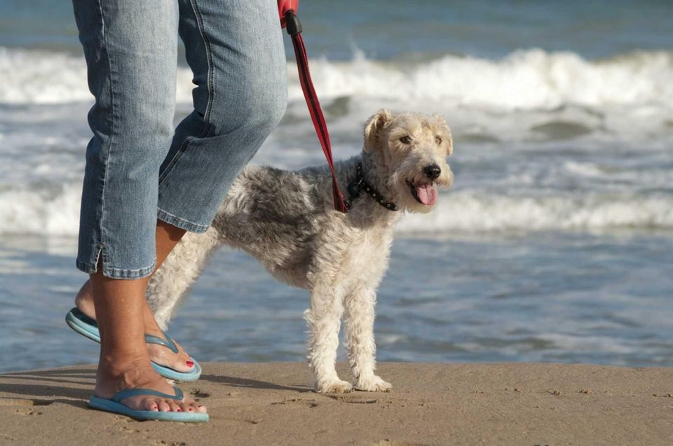 Dog Parks On Long Island Where Fido Can Run And Play