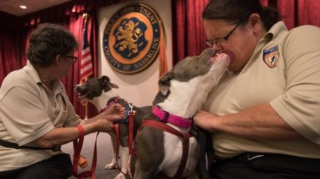 Rescued pitbull Kona licks the face of Nassau