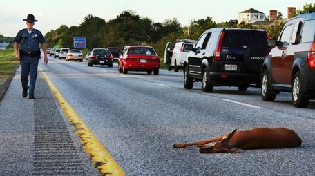 A wounded deer lies in the road after