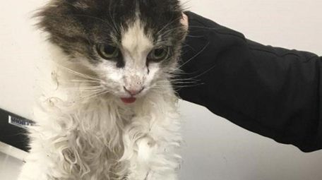 This 10-year-old female feral cat had to