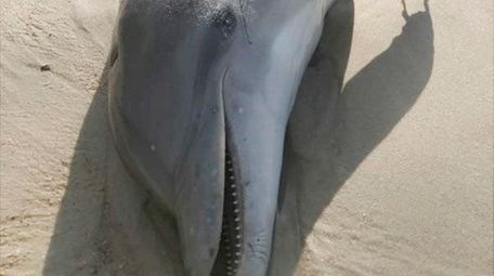 A dead bottlenose dolphin, discovered on the shore