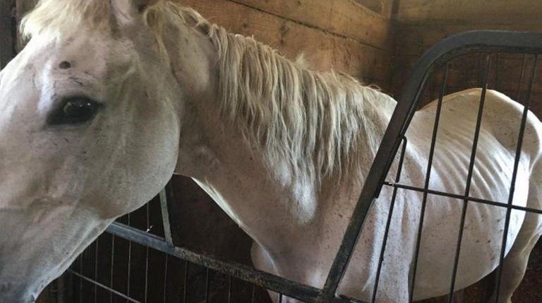 This horse was among those neglected by Nesconset