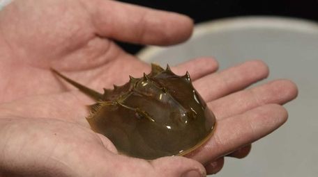 A baby horseshoe crab at the New York