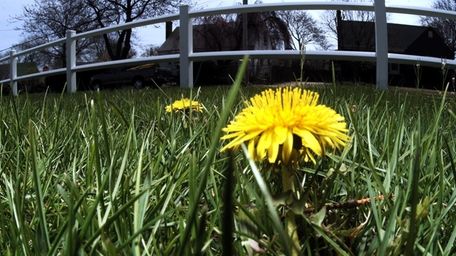 A lawn in Farmingdale, complete with dandelions.