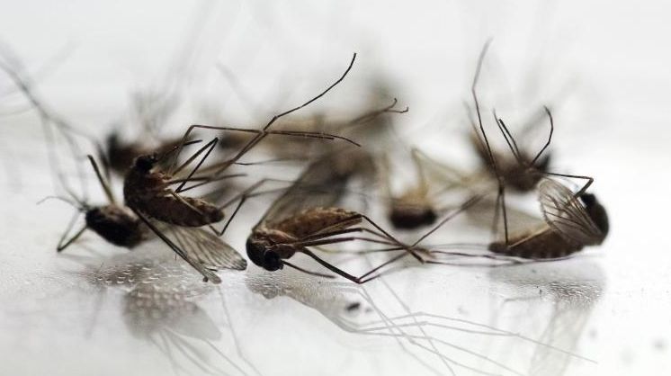 Mosquitoes are displayed in Pittsfield, Mass. on Aug.
